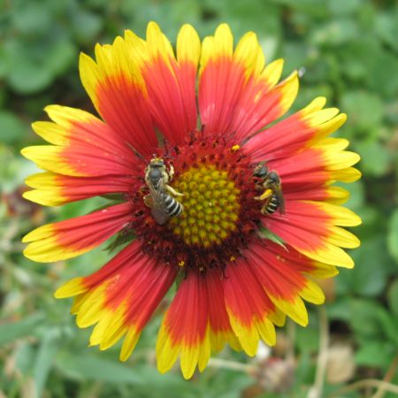 Gaillardia